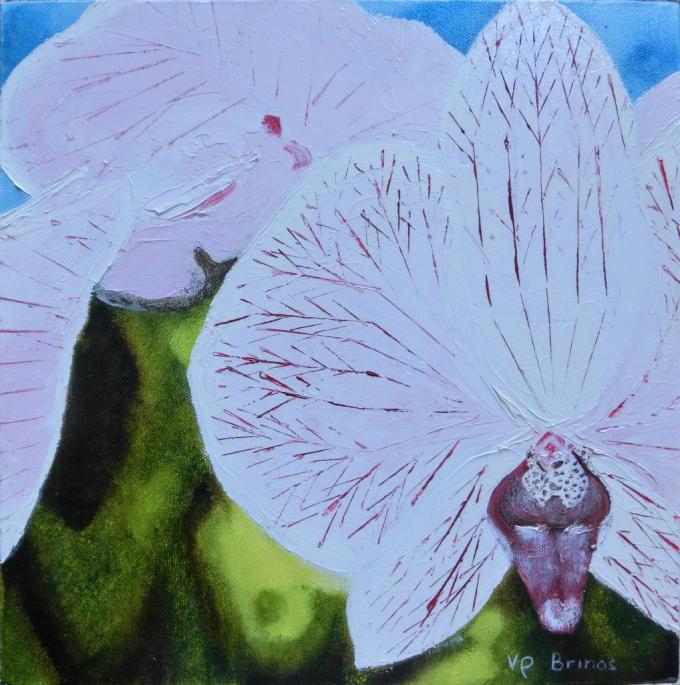 Orchidée hst 30×30cm